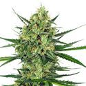 Tangerine Sugar (Sensi Seeds) feminizowane