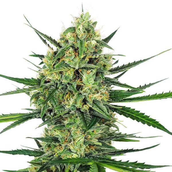 Tangerine Sugar (Sensi Seeds) feminizowane