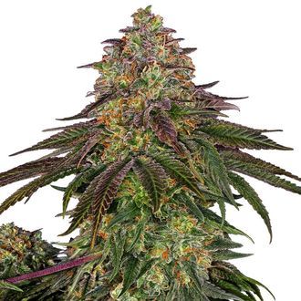 Sweet Cherry Kush (Sensi Seeds) feminizowane