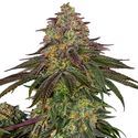Sweet Cherry Kush (Sensi Seeds) feminizowane