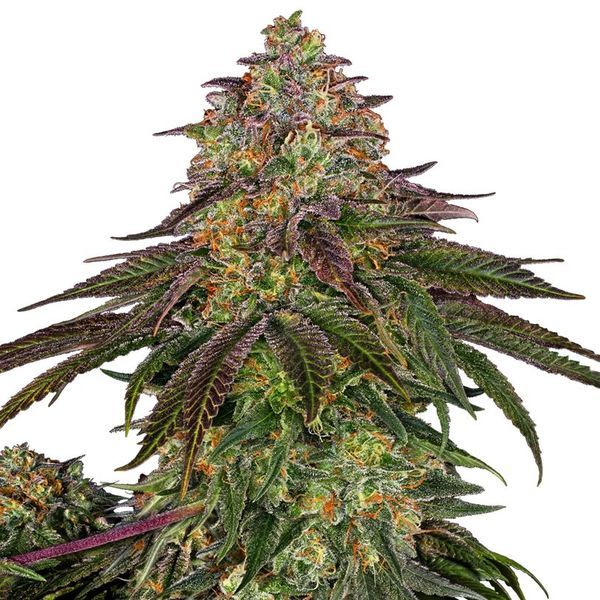 Sweet Cherry Kush (Sensi Seeds) feminizowane