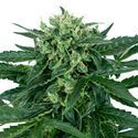 Sensi Amnesia Automat (Sensi Seeds) feminizowane