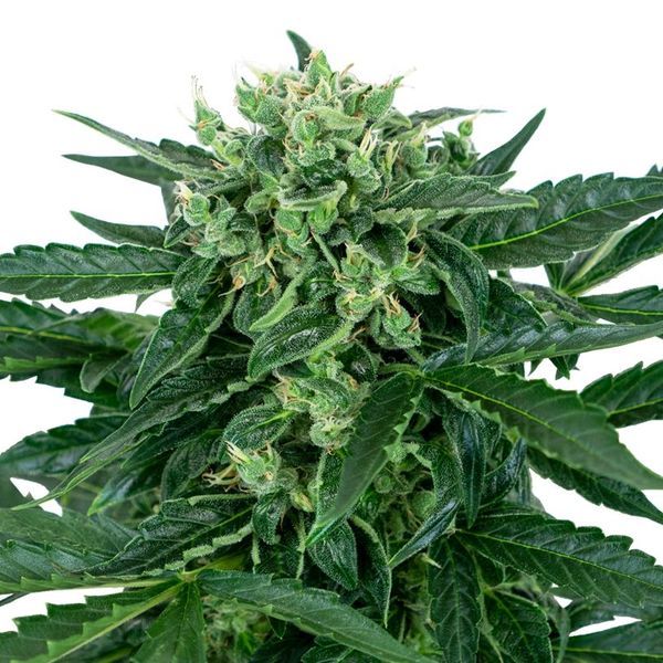 Sensi Amnesia Automat (Sensi Seeds) feminizowane