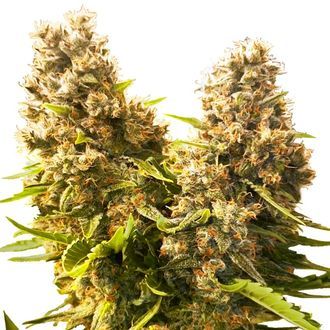 Banana Kush Cake Automat (Sensi Seeds) feminizowane
