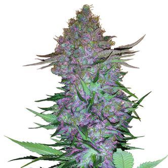 Purple Skunk Automat (Sensi Seeds) feminizowane