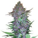 Purple Skunk Automat (Sensi Seeds) feminizowane