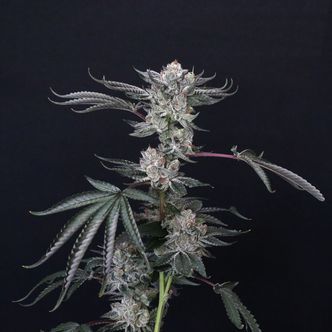 Luxar-Dos (Compound Genetics) feminizowane