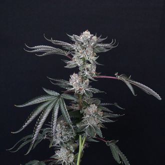 Luxar-Dos (Compound Genetics) feminizowane