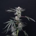 Luxar-Dos (Compound Genetics) feminizowane