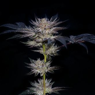 Slipstream (Compound Genetics) feminizowane