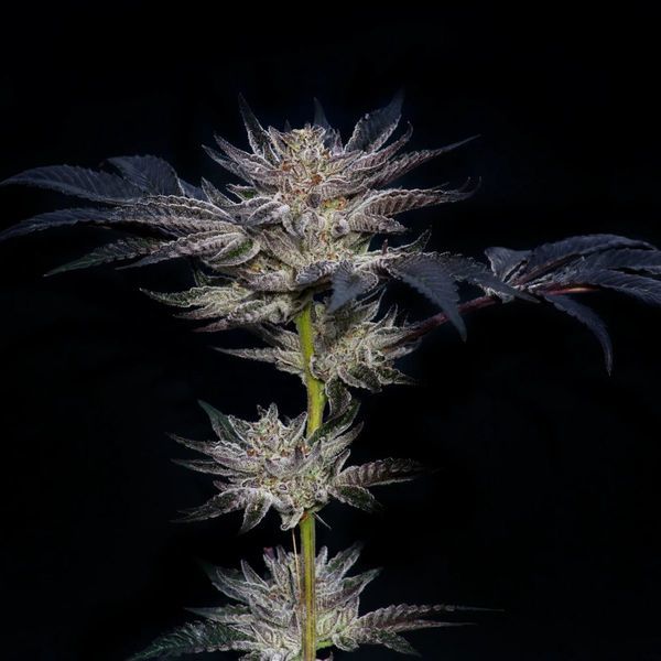 Slipstream (Compound Genetics) feminizowane