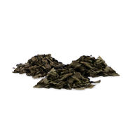 Szałwia wieszcza (Salvia divinorum)