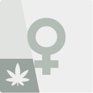 Nasiona marihuany feminizowane