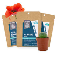 Nasiona roślin psychoaktywnych