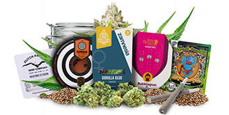 Top 5 nasion konopi feminizowanych