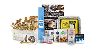 Top 5 grzyby magiczne