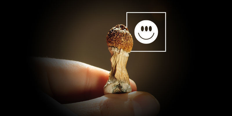 Czy Psilocybe cubensis są mocne?