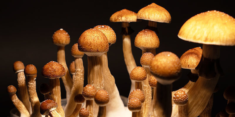 Uprawa Psilocybe cubensis