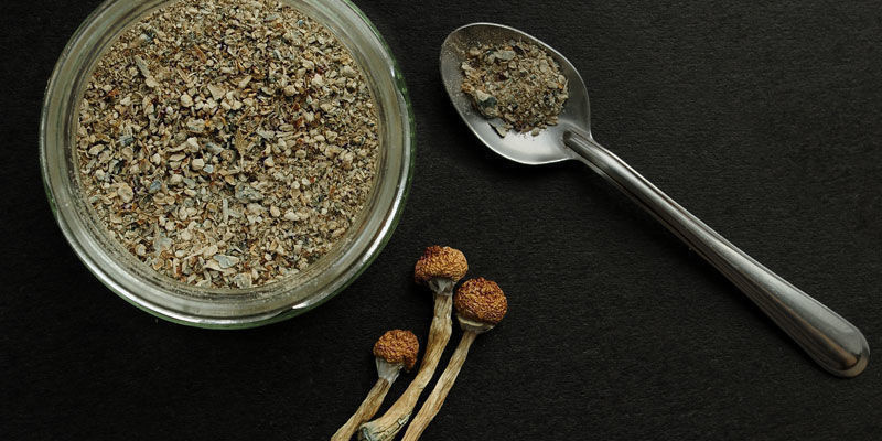 Psilocybe Cubensis Usage