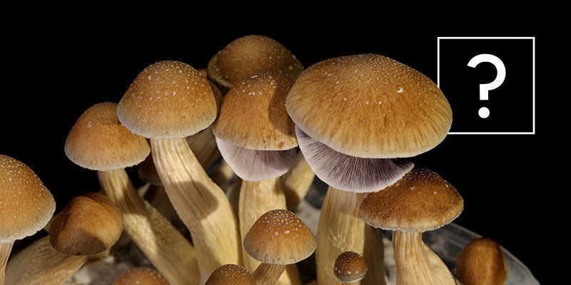 Czym są grzyby Psilocybe cubensis?