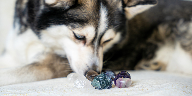 Crystals and pets Crystals and pets