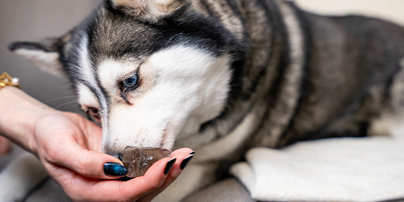 Gemstones for your furry friends Gemstones for your furry friends