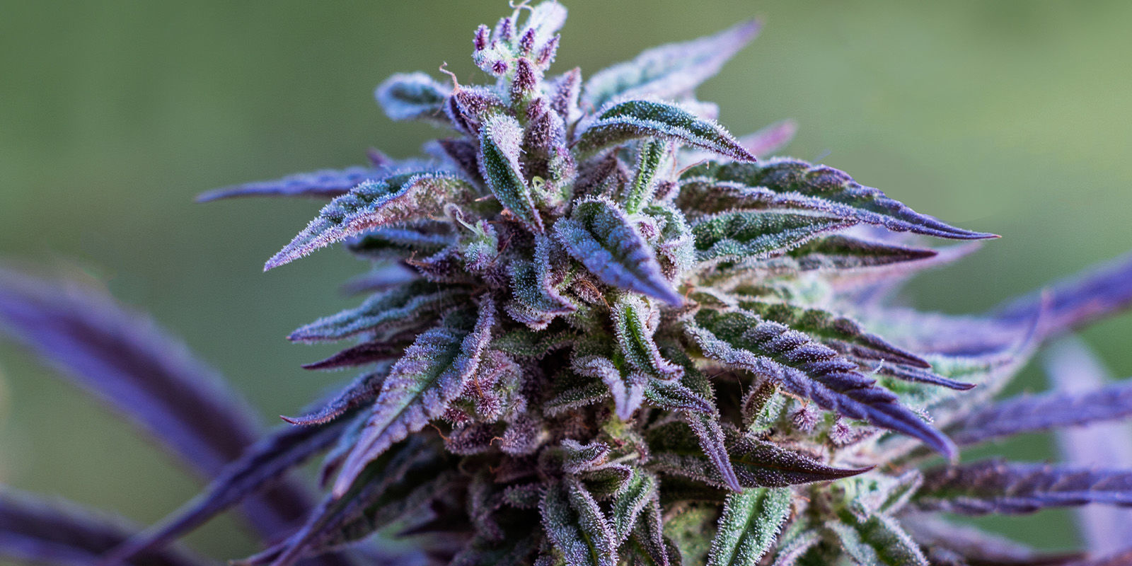 Klasyki w cukrowej polewie: odmiany Sweet-Topia Klasyki w cukrowej polewie: odmiany Sweet-Topia