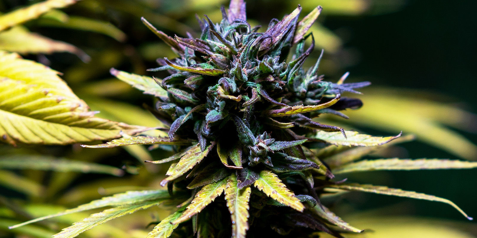 Delektuj się wybornymi smakami od Sweet-Topia Delektuj się wybornymi smakami od Sweet-Topia