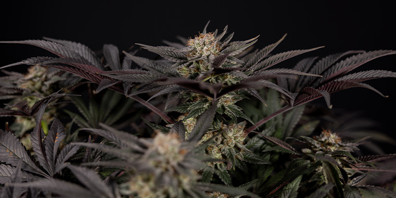 Obalamy najdziwniejsze mity o marihuanie Obalamy najdziwniejsze mity o marihuanie