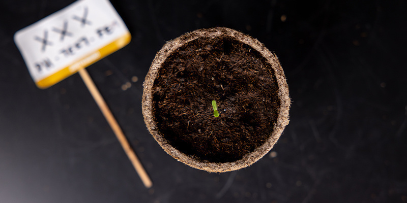 Early growth / seedling stage Early growth / seedling stage