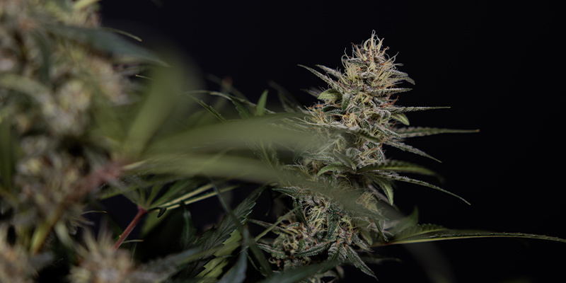 Faza kwitnienia (tygodnie 5–10+) Faza kwitnienia (tygodnie 5–10+)