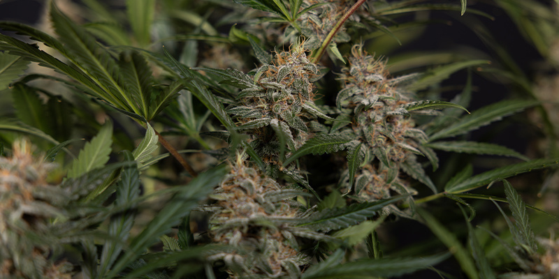 Podłoże ma znaczenie: zrozumieć organiczne substraty Podłoże ma znaczenie: zrozumieć organiczne substraty