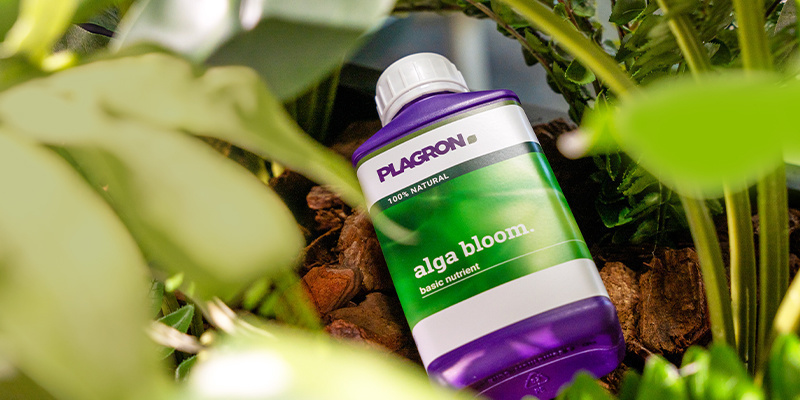 Jak połączyć wszystko w całość: budowa idealnego organicznego planu żywienia Jak połączyć wszystko w całość: budowa idealnego organicznego planu żywienia