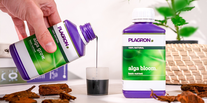 Faza wegetatywna (tygodnie 2–5) Faza wegetatywna (tygodnie 2–5)