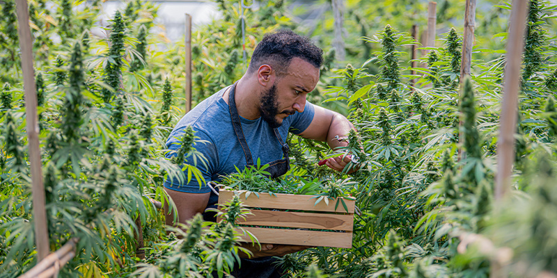 Dlaczego uprawa organiczna ma znaczenie przy uprawie marihuany Dlaczego uprawa organiczna ma znaczenie przy uprawie marihuany