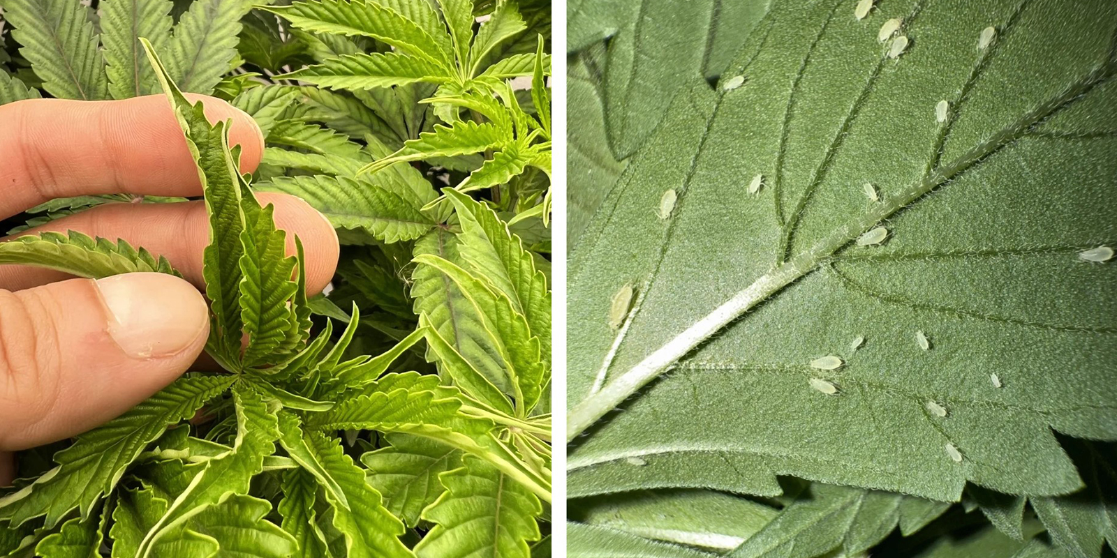 Stres środowiskowy lub szkodniki