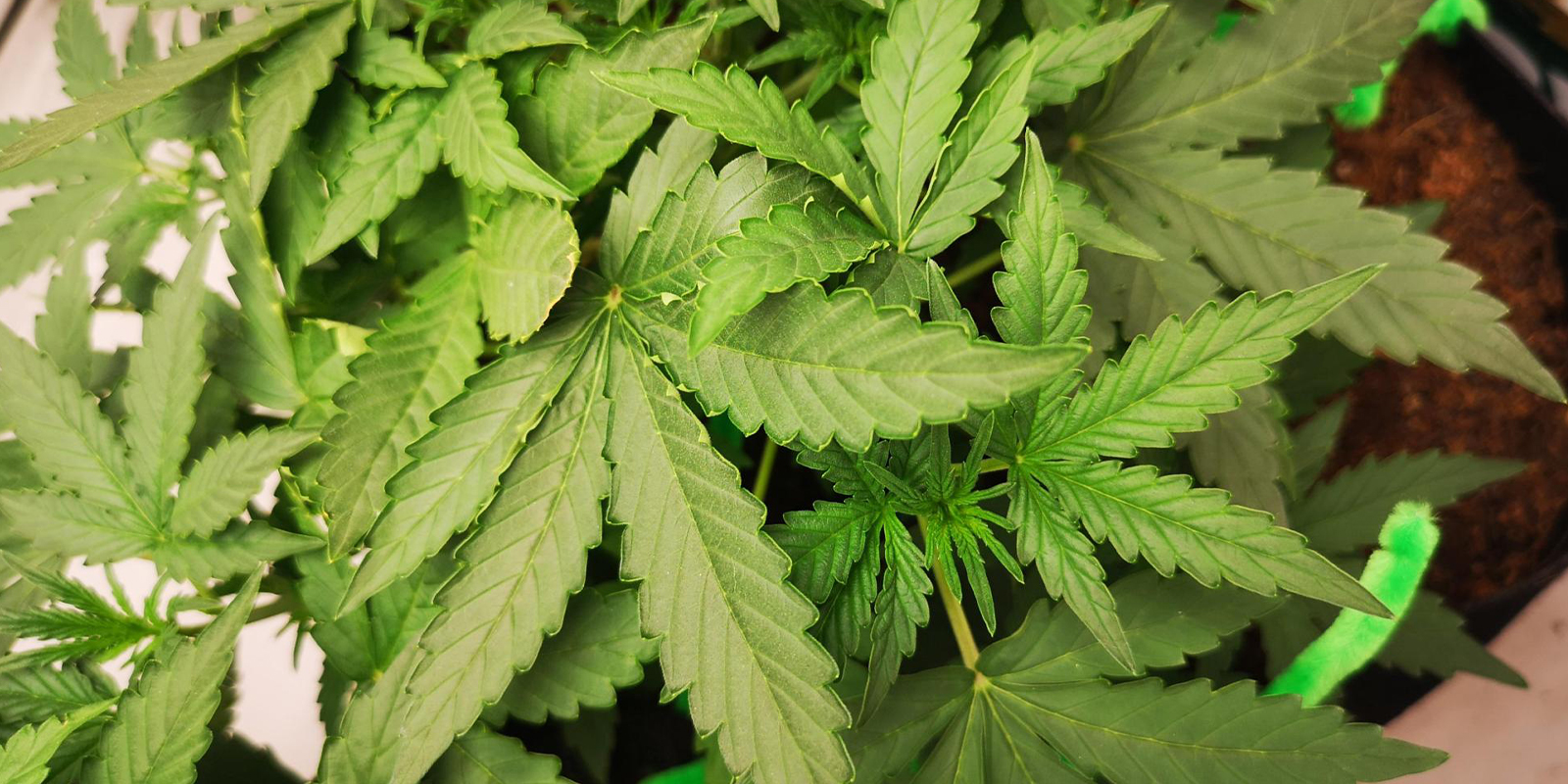 Liście zawijają się do góry? Czas wyprostować sytuację