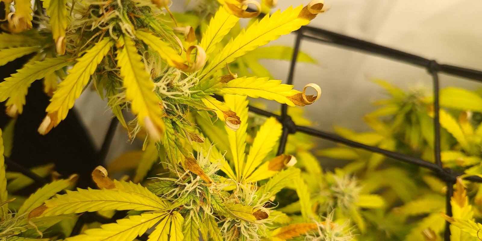 Light stress / heat burn