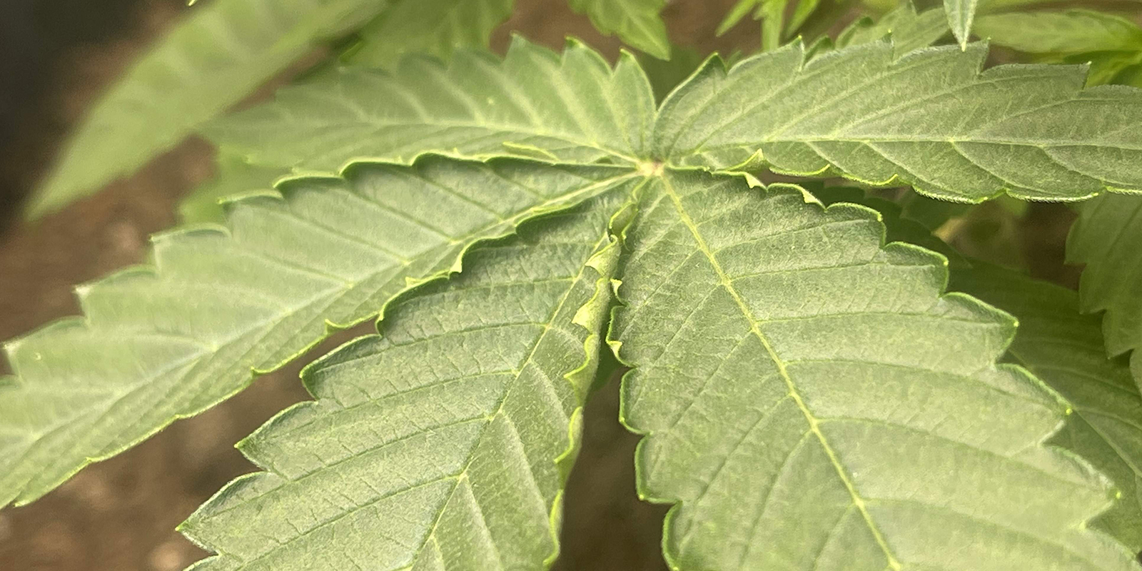 Niska wilgotność lub wysoki VPD