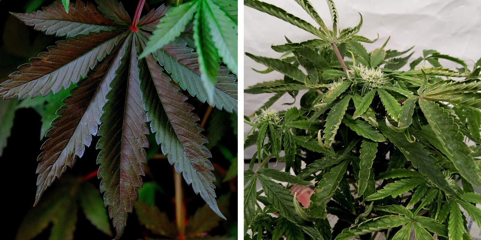 Nierównowaga składników odżywczych (problemy z NPK / pH)