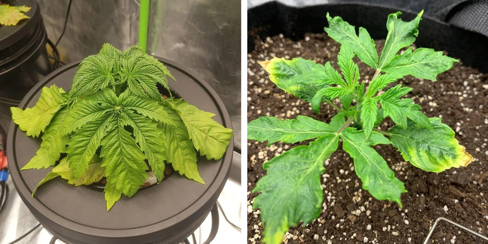 Przelewanie i stres korzeni