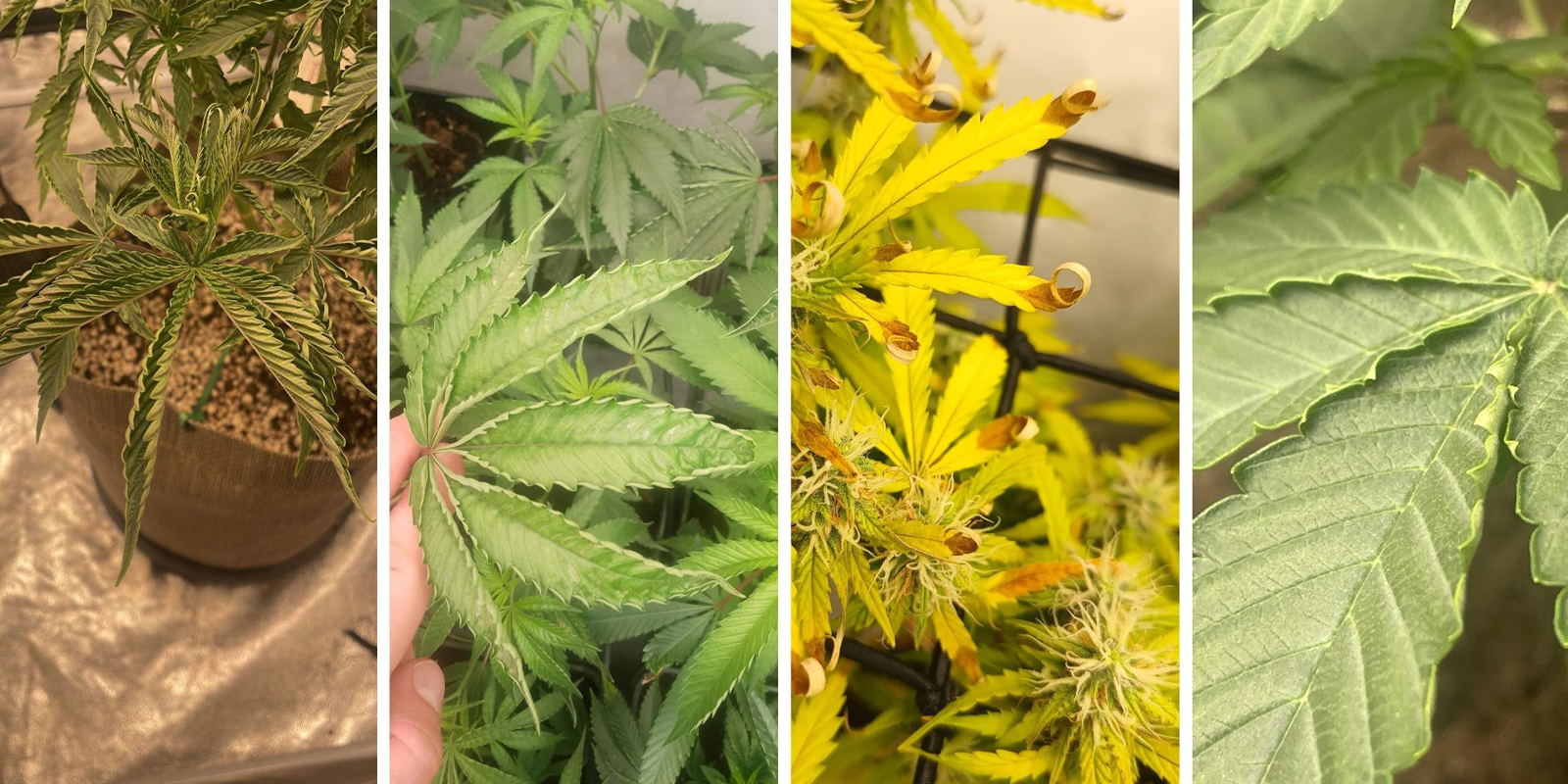 Objawy widoczne gołym okiem