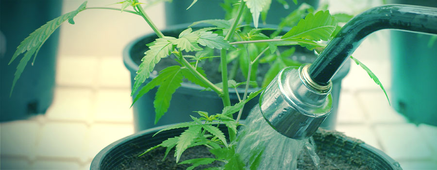 STRES WODNY (PRZELEWANIE I NIEDOBÓR WODY)