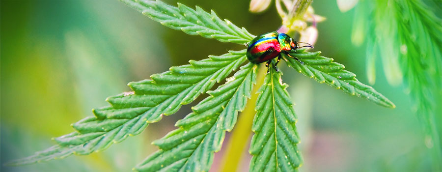 STRES ODŻYWCZY (PRZENAWOŻENIE I NIEDOŻYWIENIE)