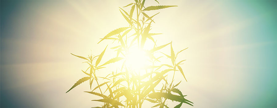 Light Stress Cannabis LIGHT STRESS