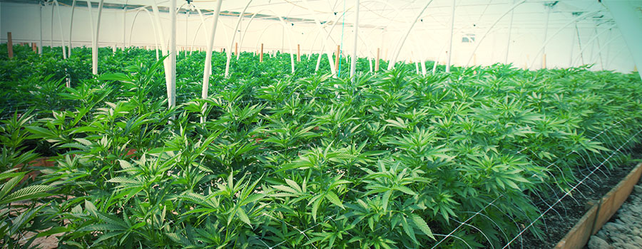 Environmental Stress ENVIRONMENTAL STRESS