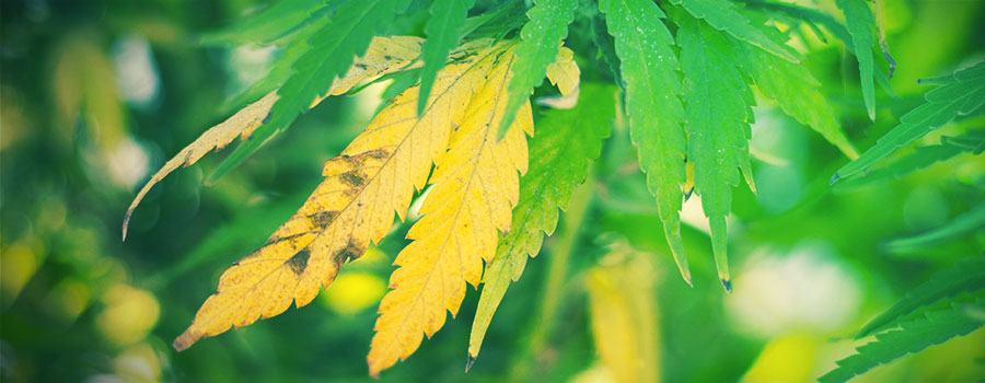 Stres z powodu uszkodzenia tkanek STRES Z POWODU USZKODZENIA TKANEK