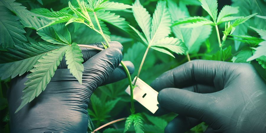 Ogólne porady, jak oszczędzać pieniądze podczas uprawy marihuany