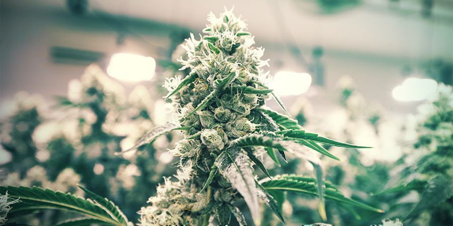 Wskazówki, jak oszczędzać pieniądze przy uprawie w pomieszczeniach