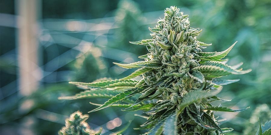 Porady, jak oszczędzać pieniądze przy uprawie na zewnątrz